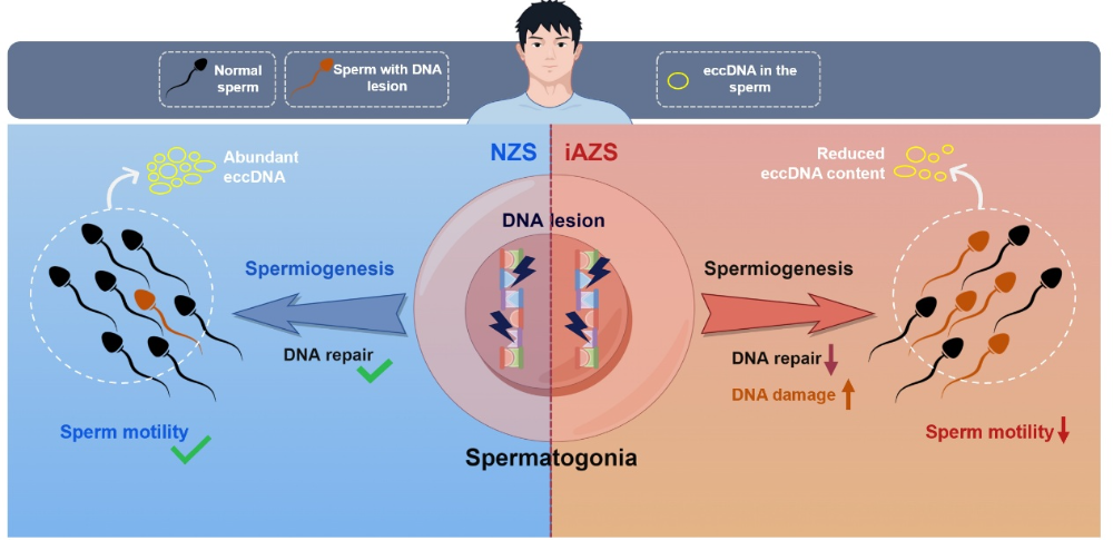 eccDNA生殖医学研究